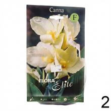 CIBUĽOVINY CANNA exclusive - balenie s gladiolmi