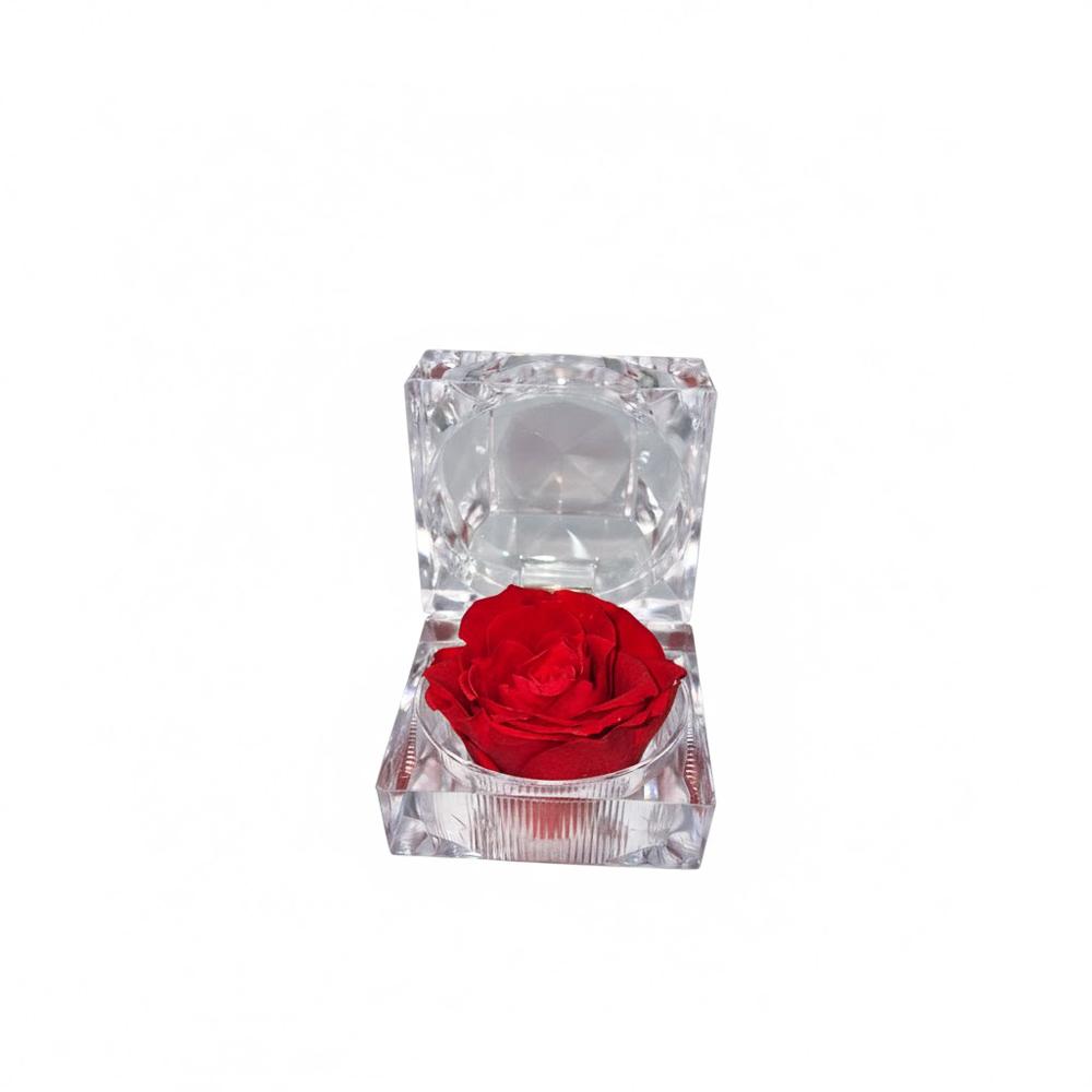 Růže preparovaná v krabičce červená