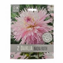 DAHLIA NADIA RUTH 2ks - Cibuloviny | FLORASYSTEM