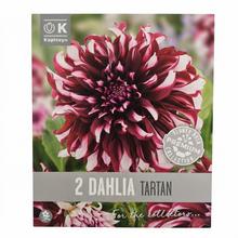 DAHLIA PREMIUM TARTAN 2ks - Cibuloviny | FLORASYSTEM