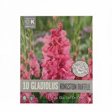 GLADIOL FLAMENCOS KINGSTON 10ks - Cibuloviny | FLORASYSTEM