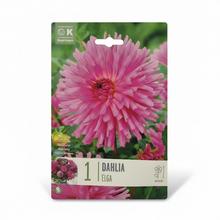 DAHLIA ELGA 1ks - Cibuloviny | FLORASYSTEM