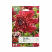 DAHLIA INCA 1ks - Cibuloviny | FLORASYSTEM