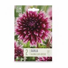 DAHLIA ALAUNA CLAIR-OBSCUR 2ks - Cibuloviny | FLORASYSTEM