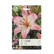 ĽALIA LEVI 3ks - Cibuloviny | FLORASYSTEM