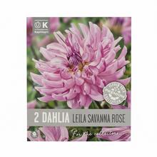 DAHLIA LEILA SAVANNAH ROSE 2ks - Cibuloviny | FLORASYSTEM