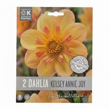 DAHLIA KELSEY ANNIE JOY 2ks - Cibuloviny | FLORASYSTEM