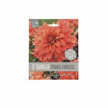 DAHLIA PREMIUM ORANGE PARADISE 2ks - Cibuloviny | FLORASYSTEM