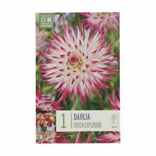 DAHLIA cact.DUTCH EXPLOSION 1ks - Cibuloviny | FLORASYSTEM