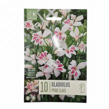 GLADIOL PRINS CLAUS 10ks - Cibuloviny | FLORASYSTEM