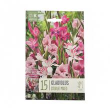 GLADIOL MIX COLOURS 15ks - Cibuloviny | FLORASYSTEM