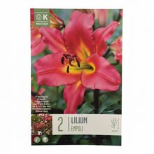 ĽALIA EMPOLI 3ks - Cibuloviny | FLORASYSTEM