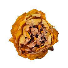 HLAVA PIVONKA ŽLTÁ 10CM BAL12KS - FLORASYSTEM