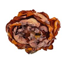 HLAVA PIVONKA ORANŽOVÁ 10CM BAL12KS - Pivoňka | FLORASYSTEM