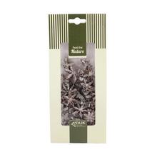 Star anise nature 10x5x22cm 50gr - Suché vianočné | FLORASYSTEM