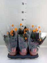 CALATHEA 19 / 80-95cm - FLORASYSTEM