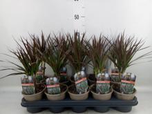 DRACAENA Magenta 12/35cm - FLORASYSTEM