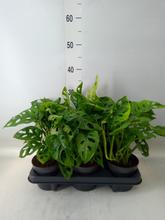 Monster Oblique 12/25 - FLORASYSTEM