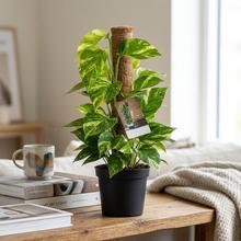 Rastlina SCINDAPSUS mosstok.