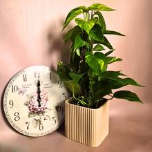 Rastlina SCINDAPSUS mosstok.