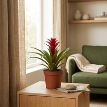 'Rastlina Guzmania ''Confetti''.'