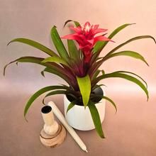 'Rastlina Guzmania ''Confetti''.'