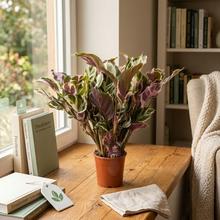 'Rastlina Calathea ''Stella''.'