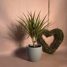 Rastlina DRACAENA Magenta.