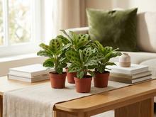 'Izbová rastlina Maranta ''Kerchoveana''.'