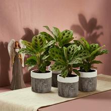 'Izbová rastlina Maranta ''Kerchoveana''.'