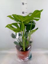 Monster deliciosa 24 / 80cm - Pokojové rostliny | FLORASYSTEM