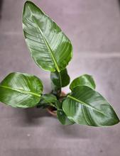 STRELITZIA Nicolai 17/55cm