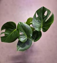 MONSTERA DELICIOSA 21/75cm