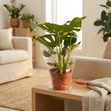 MONSTERA DELICIOSA 21/75cm