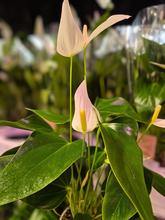 ANTHURIUM andr. 'Banderola Cava'  12/40cm