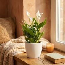 ANTHURIUM andr. 'Banderola Cava'  12/40cm