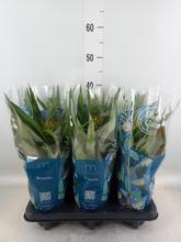 ANANAS Mi Amigo 12/40cm - Pokojové rostliny | FLORASYSTEM