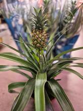 Rastlina ANANAS Mi Amigo v črepníku.