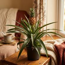 Rastlina ANANAS Mi Amigo v črepníku.