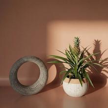 Rastlina ANANAS Mi Amigo v črepníku.