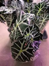 Rastlina Alocasia Polly v kvetináči.