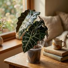 Rastlina Alocasia Polly v kvetináči.