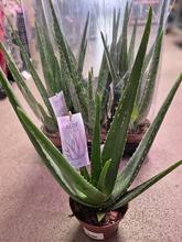 Aloe Vera Barbadensis v kvetináči