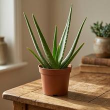 Aloe Vera Barbadensis v kvetináči