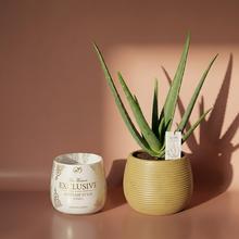 Aloe Vera Barbadensis v kvetináči