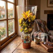 Rastlina CODIAEUM var. KL 'Mrs Iceton' 19 v kvetináči.