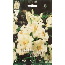 Lilium candidum (lilie léčiva) - FLORASYSTEM