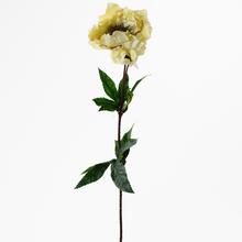 Ranunculus 62cm krémy. - FLORASYSTEM