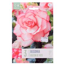 Cibuloviny Begonia Bouton de Rose, 3 kusy v balení.