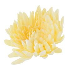HLAVA chryzantémy TĚLOVÁ - FLORASYSTEM